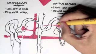 Nephrology  Kidney and Nephron Overview [upl. by Abbot]