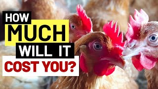 How Much Does It Cost To Start a Poultry Farm [upl. by Southard]