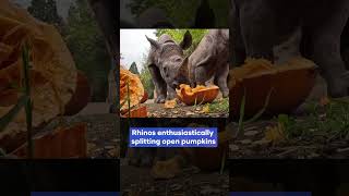 Rhino family squashes pumpkins for a Halloween treat at Oregon zoo 🎃🦏  Nukta [upl. by Jewell439]