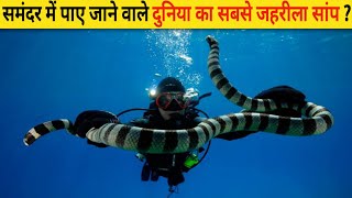 समंदर में पाए जाने वाले दुनिया का सबसे जहरीला सांप  Belchers Sea Snake [upl. by Eibot95]