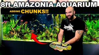 8ft AMAZONIA Aquarium Finally ADDING CHUNKS [upl. by Okoyk418]