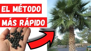 COMO GERMINAR SEMILLAS de PALMERA MEXICANA o WASHINGTONIA MUY RAPIDO Los MEJORES TRUCOS [upl. by Oregolac819]