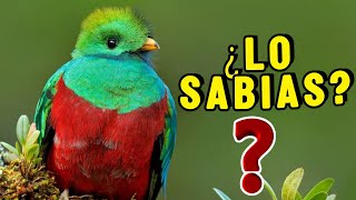 10 Datos Sorprendentes Del QUETZAL ¡Que no Sabias  CURIOSIDADES [upl. by Lorens]