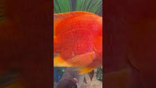 Massive Clown Loach Blood Parrot amp Flagtail 😳 [upl. by Ahsenav977]