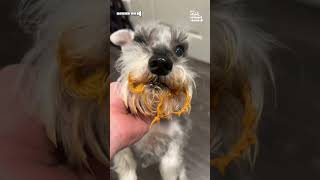 Dog Eats Pumpkin Pie Made For Thanksgiving [upl. by Amin541]