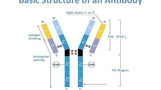 Antibody purification Methods [upl. by Ettecul603]