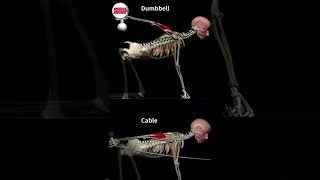 Triceps Kickback CABLE VS DUMBBELL [upl. by Lorrin232]