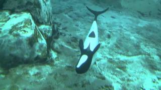 Aquatica Commersons Dolphins [upl. by Dj]