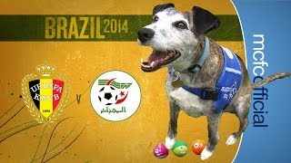 Kompanys Belgium v Algeria  WORLD CUP DOG PREDICTIONS [upl. by Church]