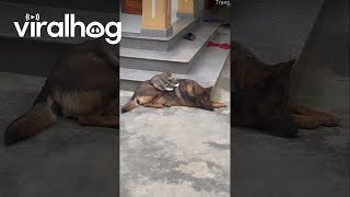 Cat Gives Dog a Deep Tissue Massage  ViralHog [upl. by Lasorella163]