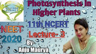 Photosynthesis in Higher PlantsNEET 2020  Lecture3 By Anju Maurya [upl. by Ahsercal]