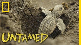 Surviving Sea Turtles  Untamed [upl. by Newsom635]