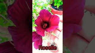 Hibiscus Sabdariffa  Roselle Flowers Edible Medical Plant Short [upl. by Crescint]