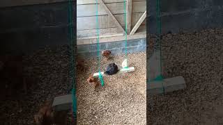 mi Pollito jugando 🥴😄🐣 gallinas pollitos [upl. by Eahsal]