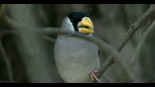 イカルの採食Japanese Grosbeaks feeding [upl. by Airelav]