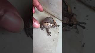 boing boing funny frog Part 5  HD Frog [upl. by Nela]