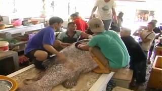 Ikan Kerapu Gergasi Long Tan 200 Kilogram Berharga RM11000 [upl. by Idak508]