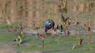 Purple Gallinule 051123 at Pipe Creek Sandusky Oh [upl. by Struve]