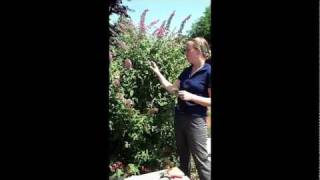 How to Propagate a Butterfly Bush [upl. by Wivina]