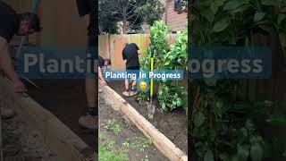 Hedge Planting with SALANDSCAPINGLTD [upl. by Barbe629]