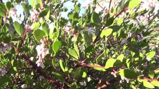 Manzanita  plant tip in 30 sec [upl. by Janyte]