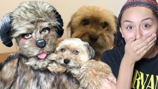 FX Makeup Artist Transforms Me Into My Dog [upl. by Rusty]