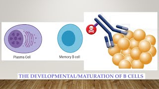 L53 The developmental stages of BcellsAdaptive Immune System Part 2 [upl. by Kimitri]