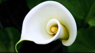 Calla Lily Flower Gallery  Random Pics [upl. by Anigal800]