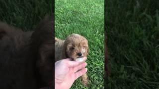 Meet Carson The Charismatic Cavapoo Puppy [upl. by Aldora]