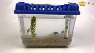 Triops King Einsteigerset II Urzeitkrebse Set [upl. by Siblee]