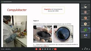 CAMPYLOBACTER [upl. by Nallak]