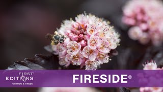 First Editions® Fireside® Ninebark [upl. by Liza465]