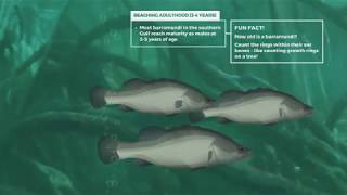 Carpentaria Shire Council  Barramundi Lifecycle Animation [upl. by Winna]