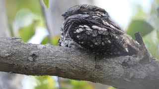 Sleepy Bird European Nightjar ציפור ישנונית תחמס אירופי [upl. by Robert221]