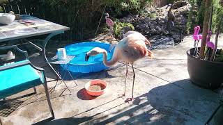 The I5 hogging the food bowl between dipping in the pool [upl. by Janice]