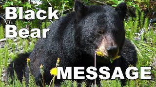 Black Bear Symbolism amp Message [upl. by Doran]