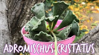 ADROMISCHUS CRISTATUS 🐸 [upl. by Steady]