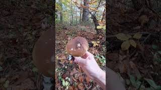 Pączek leśny borowiki grzyby fungi nature boletus porcini prawdziwki [upl. by Chretien484]