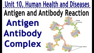 ANTIGEN ANTIBODY REACTION AND ANTIGEN ANTIBODY COMPLEX HUMANHEALTH AND DISEASE [upl. by Dorrie750]