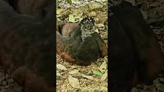 Great curassow hen  Playa del Carmen Mexico tropical Caribbean jungle bird life nature explore [upl. by Kruter821]