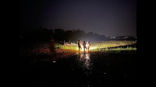 MAN DROWNS WHILE PLUCKING LOTUSES [upl. by Liggett]