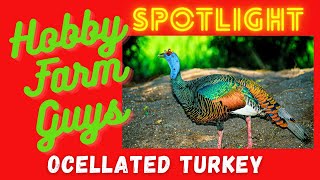 HFG Farm Animal Spotlight Ocellated Turkey TURKEY WEEK [upl. by Thapa]