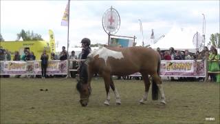 Felinehoi amp Haar Pony Marley Animal Event 2017 [upl. by Quinlan]