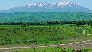 Group of sheep are grazing on green grass along the road in front of mountain range on the horizon [upl. by Nwahsyd]