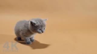 British Shorthair kitten meowing 5 weeks old  NO MUSIC  4K [upl. by Poulter790]