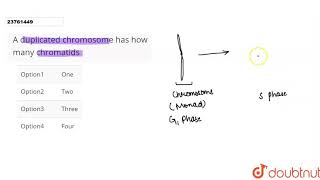 A duplicated chromosome has how many chromatids [upl. by Regazzi]