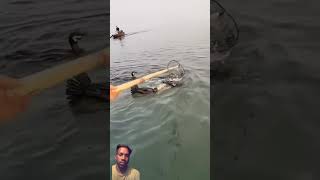 Fish fishing  Catching Fish  Hunting Fish From Hole Using Hook 04818 fishing birds birdfishing [upl. by Notlad618]