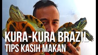 Tips Kasih Makan Kurakura Brazil pelihara kurakura [upl. by Dierdre282]