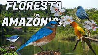 ANIMAIS SELVAGENS  AVES DA AMAZONIA VARIAIS ESPECIES [upl. by Nahsar115]