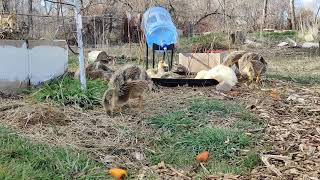 5 week old Silver Appleyard Ducklings are huge [upl. by Roseanne]